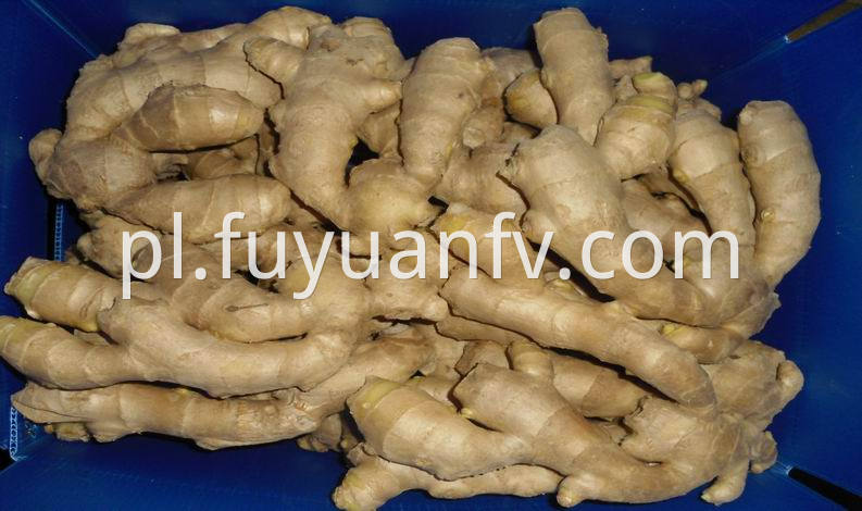 ginger packed in 10kg plastic box 